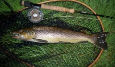 Pêche à la truite !